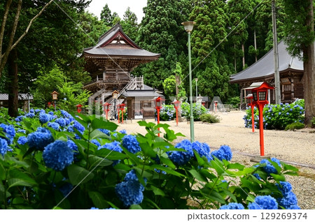 Hydrangeas in full bloom at Otowasan Kiyomizu-dera Temple Hydrangeas in full bloom at Otowasan Kiyomizu-dera Temple 129269374