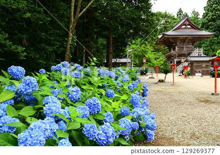 音羽山清水寺的繡球花盛開 音羽山清水寺的繡球花盛開 129269377