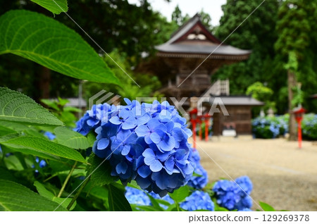 音羽山清水寺的繡球花盛開 129269378