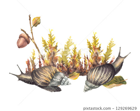 Watercolor Snail against Autumn moos with acorn, yellow green leaves. Fall forest arrangement with brown slug. Hand painted illustration nature scene realistic card, poster. Isolated from background 129269629