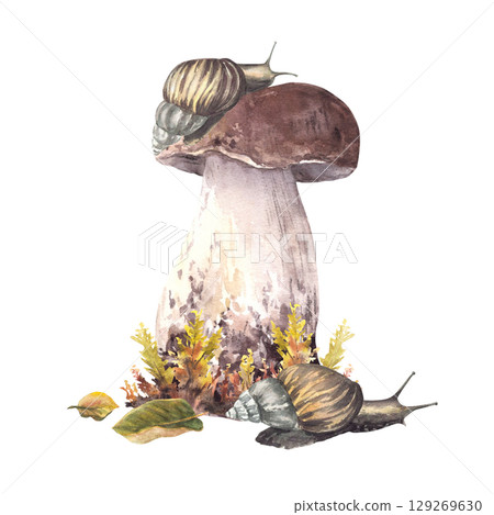 Snail on cap of porcini mushroom and moos. Fall arrangement with two slug animal and Boletus brown cap, fungi and autumn leaves. Watercolor realistic hand drawn illustration isolated from background Snail on cap of porcini mushroom and moos. Fall arrangement with two slug animal and Boletus brown cap, fungi and autumn leaves. Watercolor realistic hand drawn illustration isolated from background 129269630