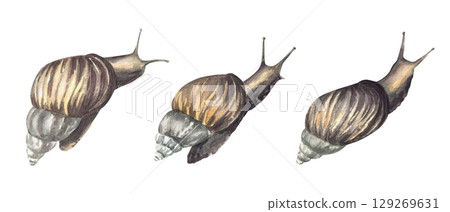 Snail, tropical slug set Watercolor cochlea realistic illustration. Hand drawn mollusks with conical shell, invertebrate. Slow Insect clipart for books, animal card, sticker Isolated from background 129269631
