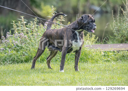 beautiful 3 years old purebred golden brown german boxer dog puppy jumping playing outdoor shooting beautiful 3 years old purebred golden brown german boxer dog puppy jumping playing outdoor shooting 129269694