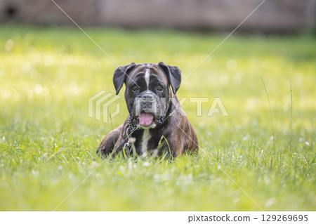 beautiful 3 years old purebred golden brown german boxer dog puppy jumping playing outdoor shooting 129269695