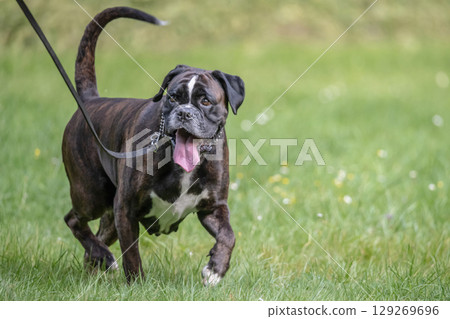 beautiful 3 years old purebred golden brown german boxer dog puppy jumping playing outdoor shooting 129269696