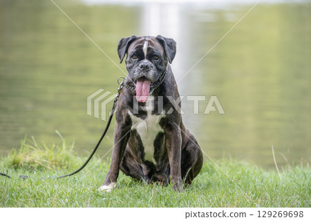 beautiful 3 years old purebred golden brown german boxer dog puppy jumping playing outdoor shooting 129269698