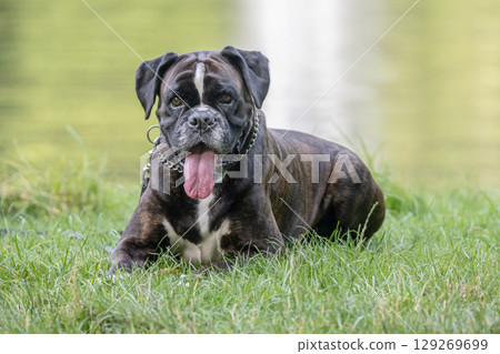 beautiful 3 years old purebred golden brown german boxer dog puppy jumping playing outdoor shooting 129269699