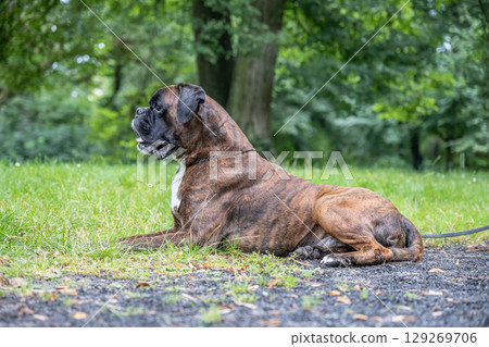 beautiful 3 years old purebred golden brown german boxer dog puppy jumping playing outdoor shooting beautiful 3 years old purebred golden brown german boxer dog puppy jumping playing outdoor shooting 129269706