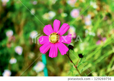 [Kagawa] Ibukijima Island in early autumn: Vivid pink cosmos 129269756