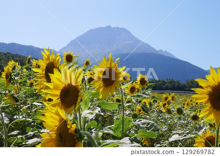 從向日葵田望去的雲仙普賢山 129269782