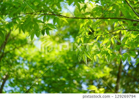 大和民俗公園裡新綠的櫸樹 大和民俗公園裡新綠的櫸樹 129269794