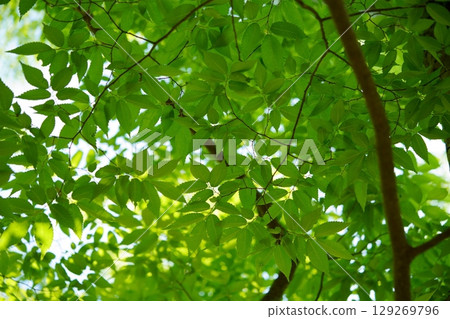 Fresh green zelkova trees at Yamato Folk Park 129269796