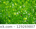 A vibrant zelkova forest 129269807