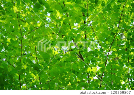 生氣勃勃的櫸樹林 129269807