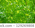 A vibrant zelkova forest 129269808