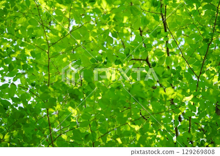 生氣勃勃的櫸樹林 生氣勃勃的櫸樹林 129269808