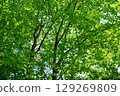 A vibrant zelkova forest 129269809
