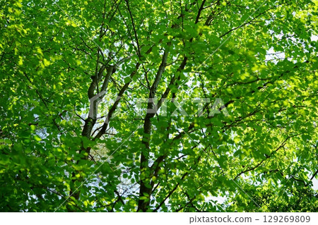 生氣勃勃的櫸樹林 129269809