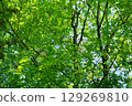 A vibrant zelkova forest 129269810