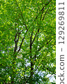 A vibrant zelkova forest 129269811