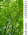 A vibrant zelkova forest 129269812