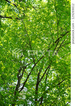 生氣勃勃的櫸樹林 129269812