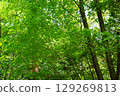 A zelkova forest filled with negative ions 129269813