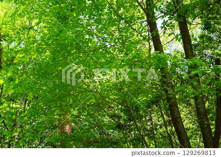 A zelkova forest filled with negative ions A zelkova forest filled with negative ions 129269813