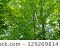 A zelkova forest filled with negative ions 129269814
