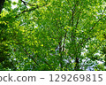 A zelkova forest filled with negative ions 129269815