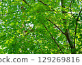 A zelkova forest filled with negative ions 129269816