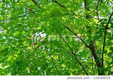 A zelkova forest filled with negative ions A zelkova forest filled with negative ions 129269816