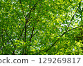 A zelkova forest filled with negative ions 129269817