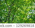 A zelkova forest filled with negative ions 129269818