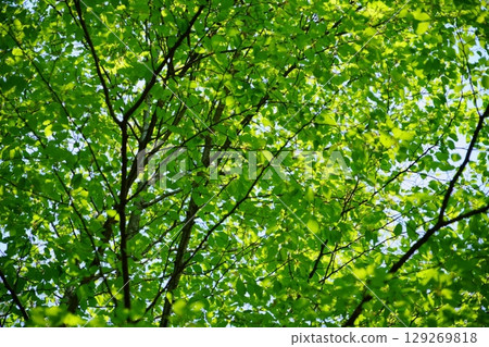 充滿負離子的櫸樹林 129269818