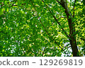 A zelkova forest filled with negative ions 129269819