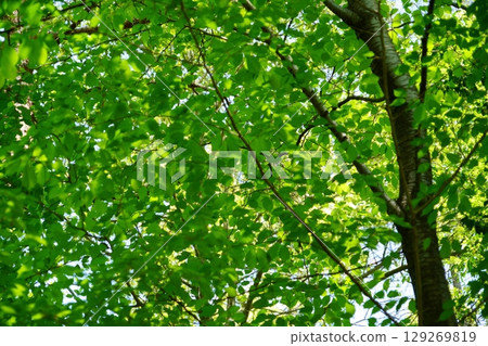 A zelkova forest filled with negative ions 129269819