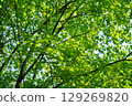 A zelkova forest filled with negative ions 129269820