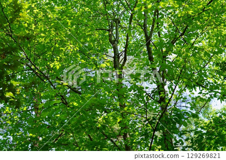 A zelkova forest filled with negative ions A zelkova forest filled with negative ions 129269821