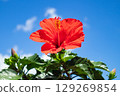 Hibiscus shining in the blue sky 129269854
