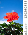 Hibiscus shining in the blue sky 129269855