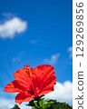 Hibiscus shining in the blue sky 129269856
