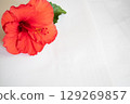 White background and hibiscus 129269857