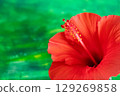 Color background and hibiscus 129269858