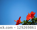 Hibiscus shining in the blue sky 129269861