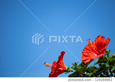 Hibiscus shining in the blue sky Hibiscus shining in the blue sky 129269861