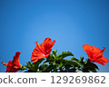 Hibiscus shining in the blue sky 129269862