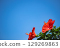 Hibiscus shining in the blue sky 129269863