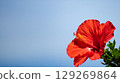 Hibiscus shining in the blue sky 129269864