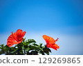 Hibiscus shining in the blue sky 129269865